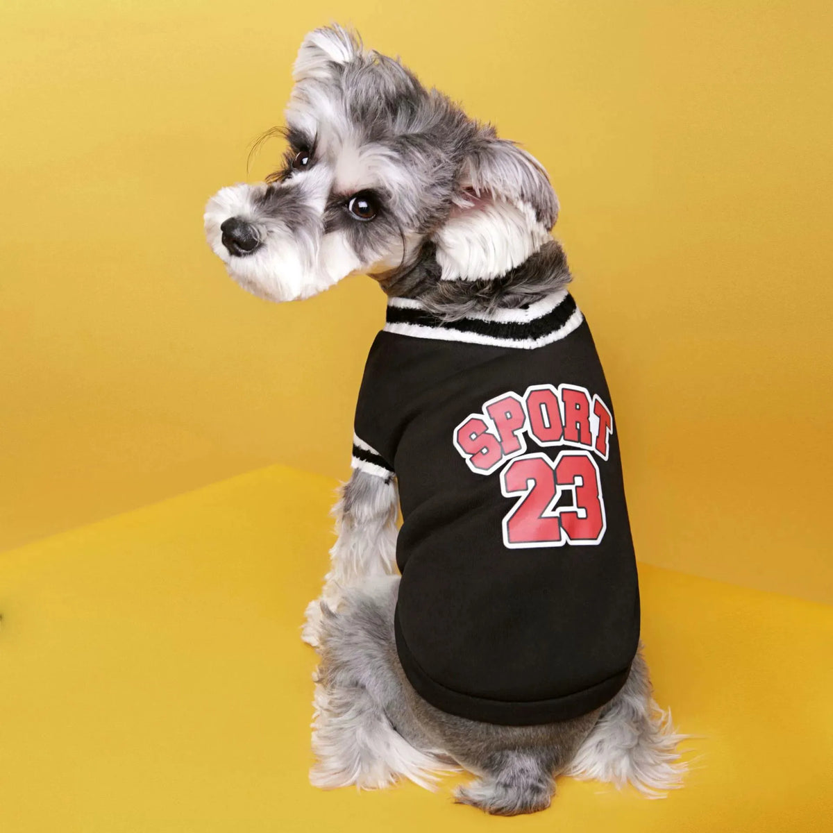 A gray and white dog wearing a black sports sweater with red lettering against a yellow background.