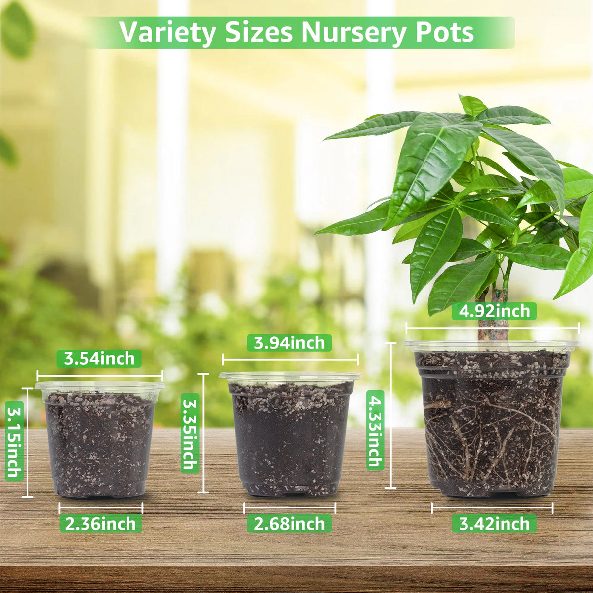 A display of clear plastic nursery pots in various sizes, showing different diameters and depths.