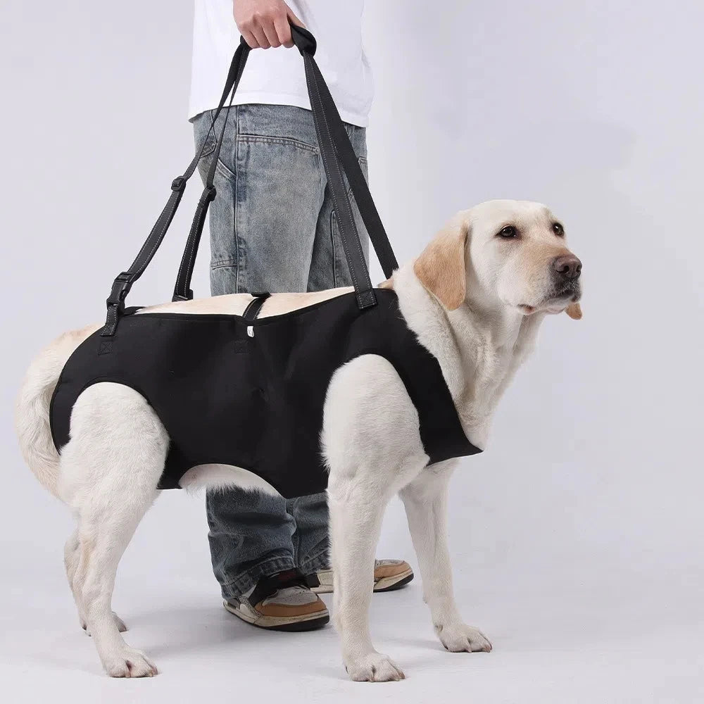 Un perro de color claro vistiendo un arnés de elevación negro ajustable con asa para llevar.