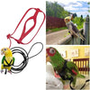 A set of red bird training harness and leash, alongside a yellow and green parrot in a black harness.