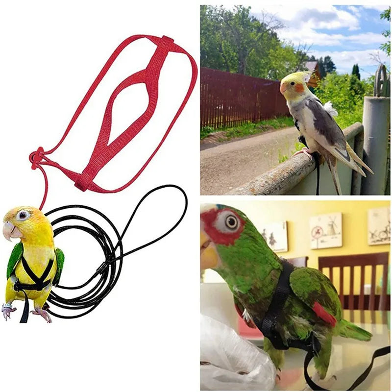 A set of red bird training harness and leash, alongside a yellow and green parrot in a black harness.