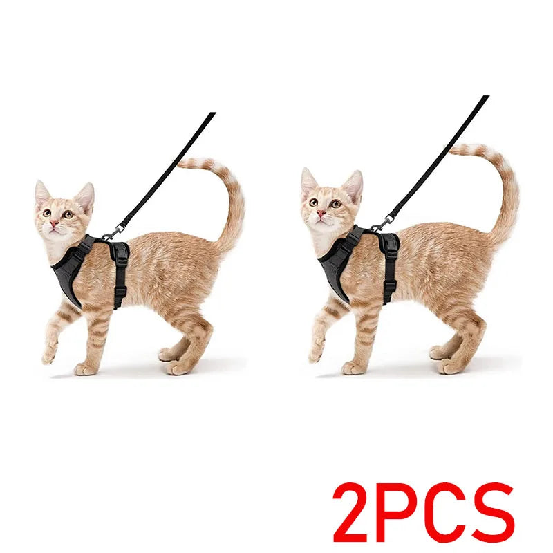 Zwei orange gestreifte Katzen mit schwarzen, verstellbaren Geschirren und Leinen.