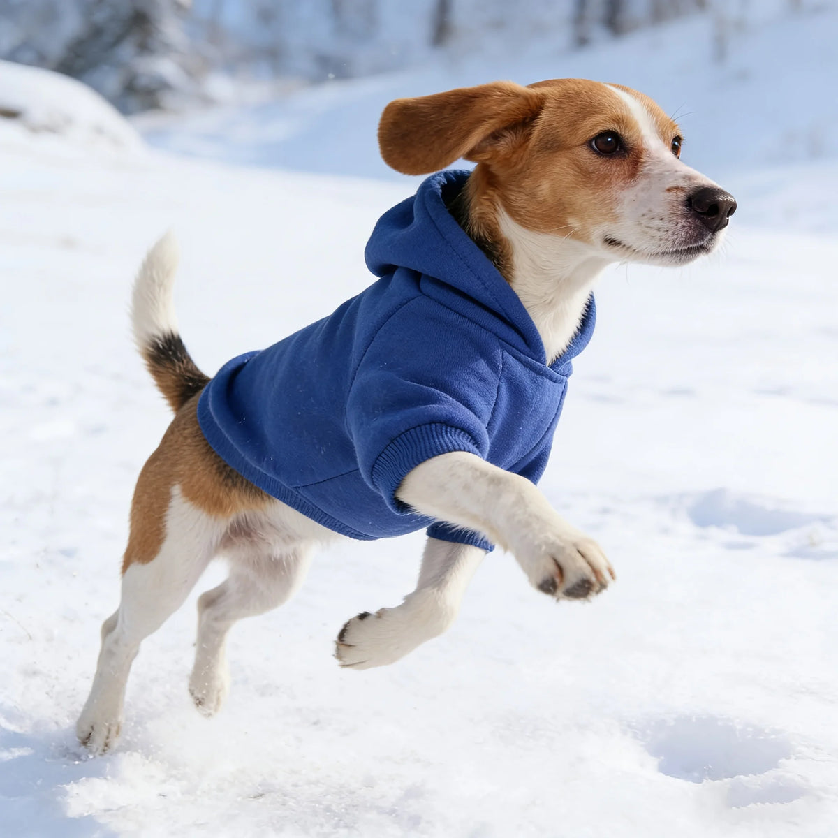 A light brown and white dog wearing a blue hooded sweatshirt running in the snow.