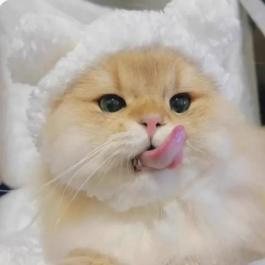 Ein flauschiger orange-weißer Kater mit weißem Hut, dessen Zunge herausgestreckt ist.