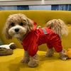 Un caniche brun clair portant un imperméable rouge sur un canapé jaune.