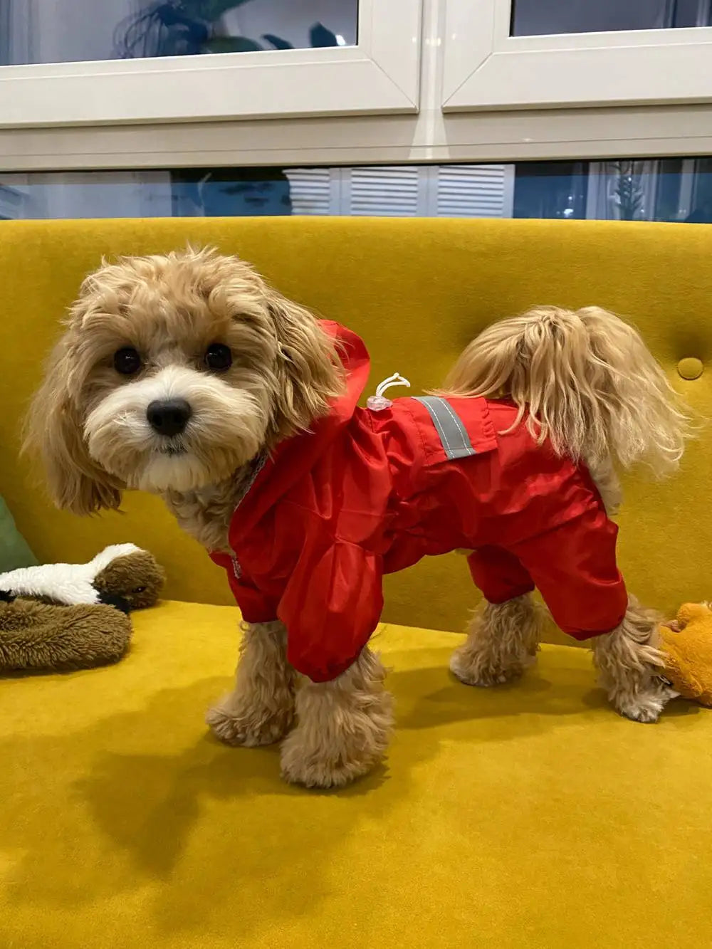 Un caniche brun clair portant un imperméable rouge sur un canapé jaune.