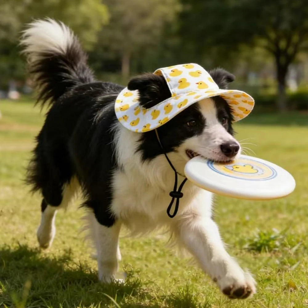 A black and white dog wearing a yellow duck print pet cap outdoors.