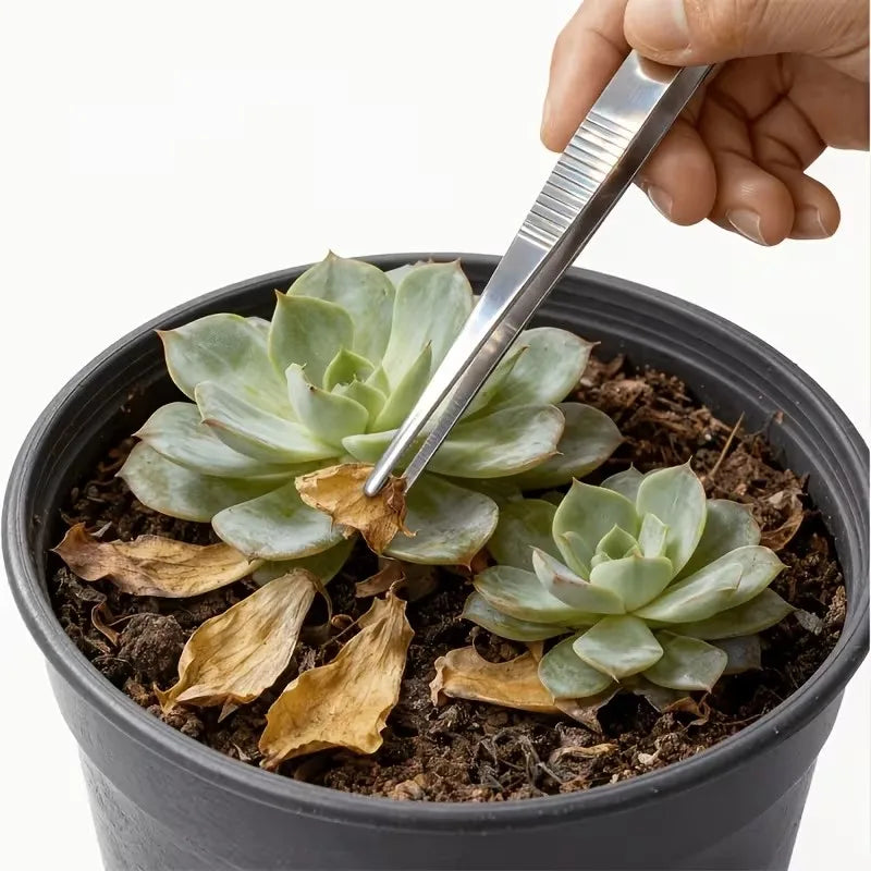 A hand uses a precision stainless steel tweezers set to handle succulent plants in potting soil.