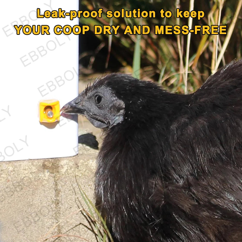 Un poulet noir boit de l'eau d'un biberon jaune fixé à une surface blanche.