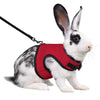 A white rabbit wearing a red pet harness and attached to a black leash.