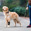 A golden retriever is being walked on a sidewalk by a person, wearing a pet joint support leash.