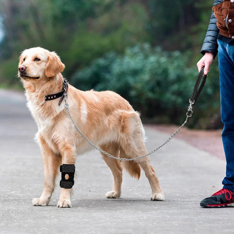 A golden retriever is being walked on a sidewalk by a person, wearing a pet joint support leash.