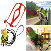 A set of bird training harness and leash, including a red harness and a black leash, shown alongside trained birds.