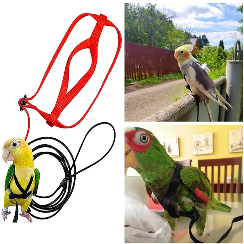 A set of bird training harness and leash, including a red harness and a black leash, shown alongside trained birds.