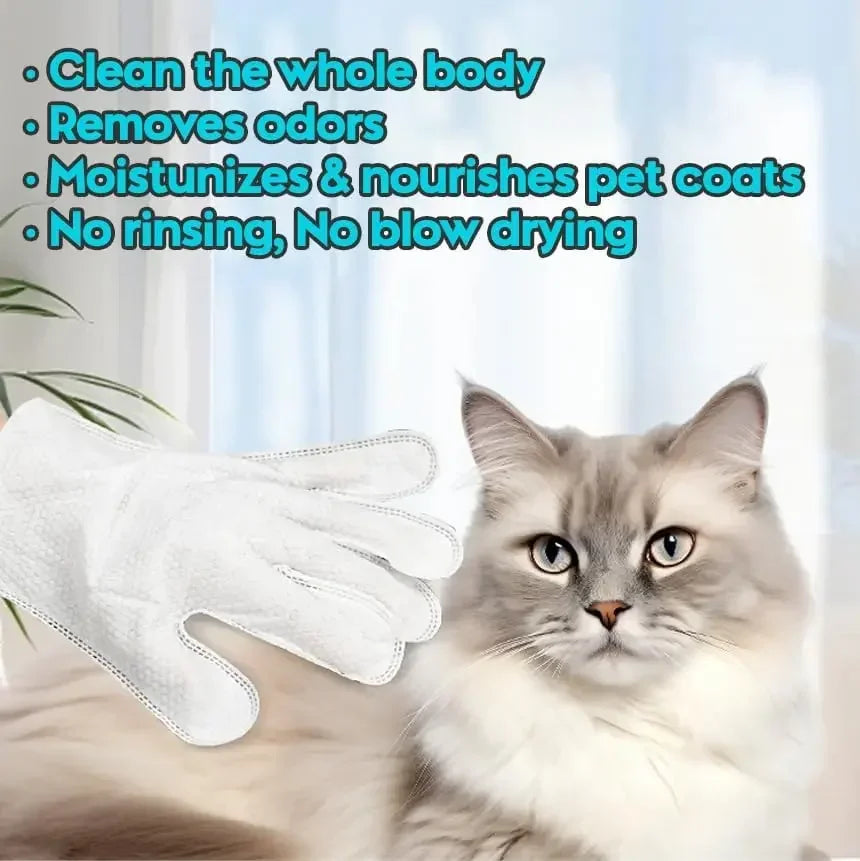 A white glove is cleaning a fluffy gray cat with unscented pet cleaning wipes.