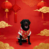 A black dog wearing a red and gold traditional Chinese pattern hoodie against a vibrant red background with golden clouds.