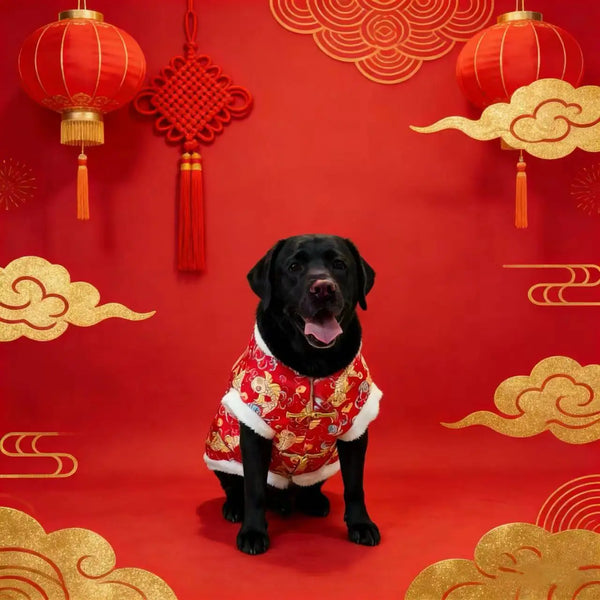 A black dog wearing a red and gold traditional Chinese pattern hoodie against a vibrant red background with golden clouds.