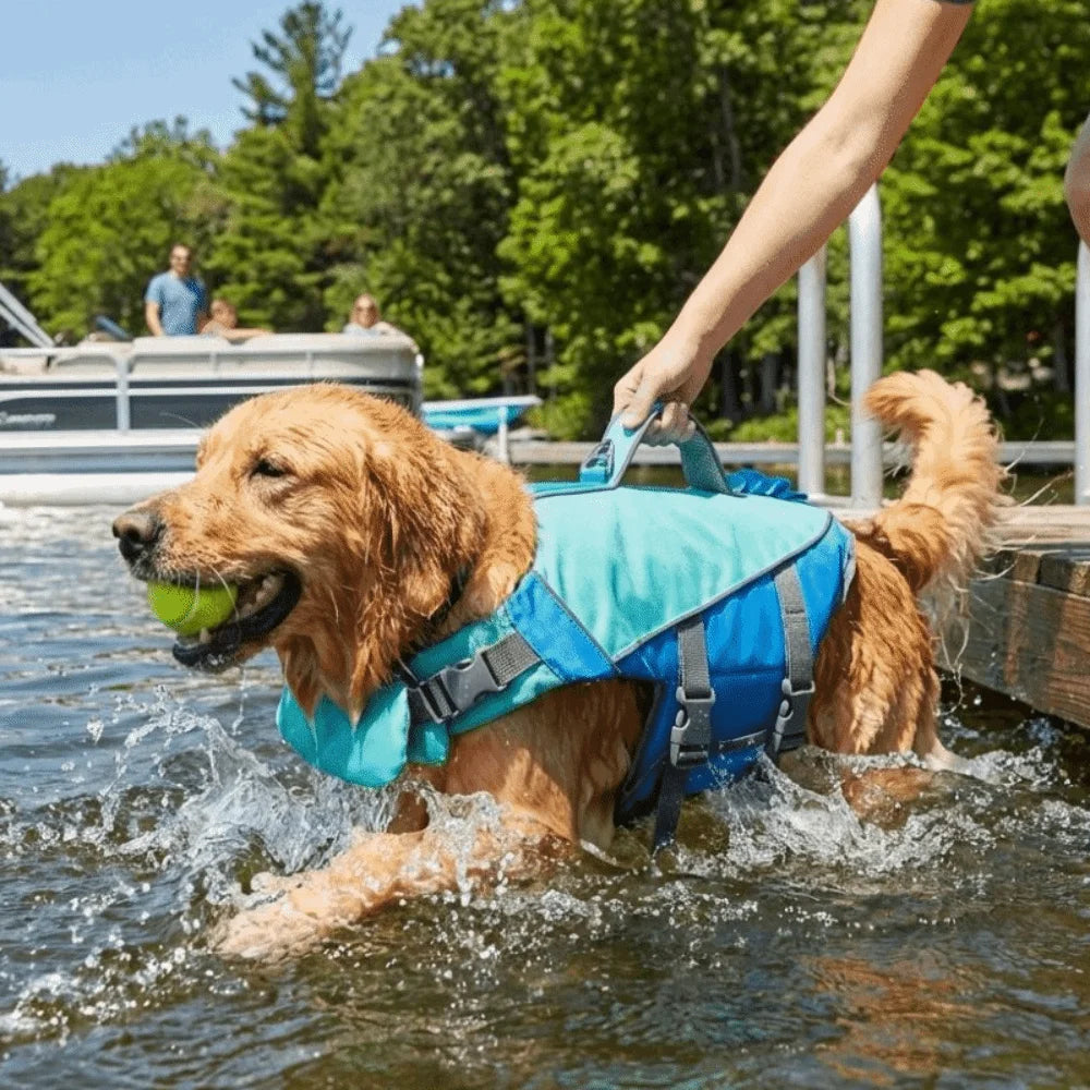 A golden retriever wearing a blue life jacket is splashing in water.