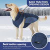 A golden retriever wearing a blue back traction opening dog coat in a snowy outdoor setting.
