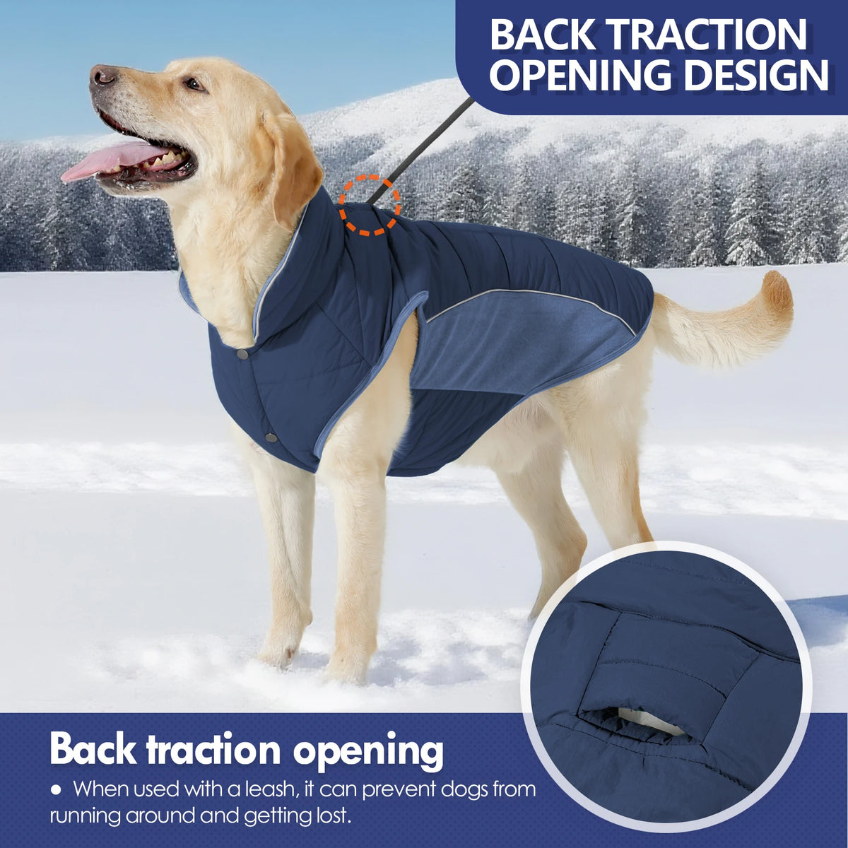 A golden retriever wearing a blue back traction opening dog coat in a snowy outdoor setting.