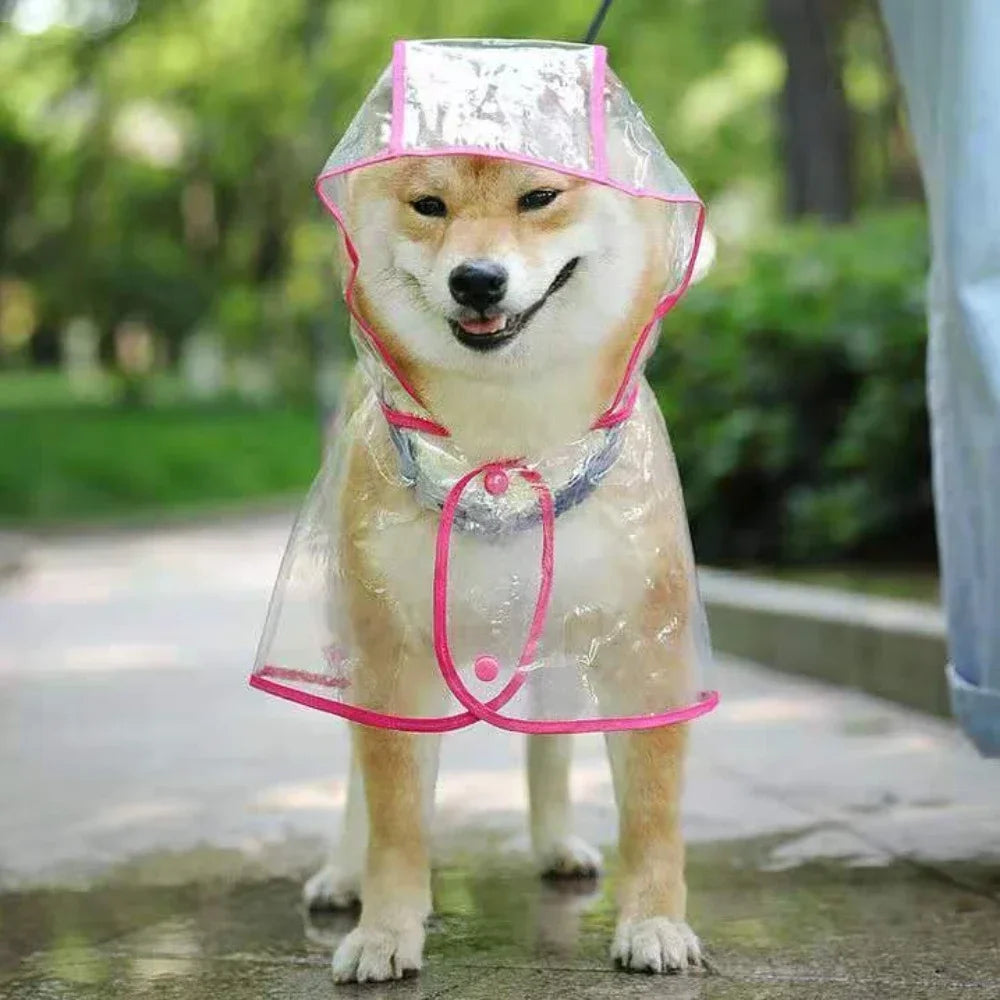 Un chien doré portant un imperméable en plastique transparent avec une bordure rose, à l'extérieur.