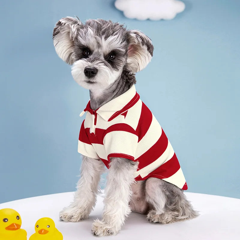 A small, fluffy dog wearing a red and white striped polo shirt sitting on a white surface.