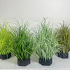 Collection de plantes décoratives miniatures d'oignon vert dans des pots noirs.
