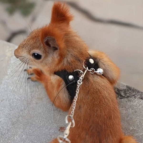A small, reddish-brown rodent wearing an adjustable lizard harness and leash set.