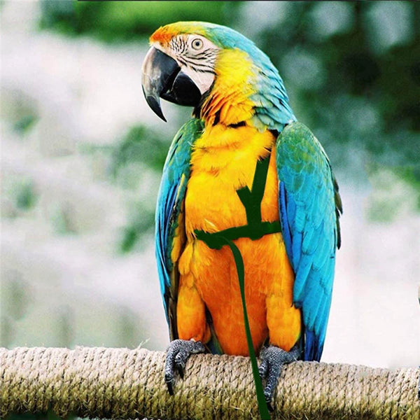 A vibrant yellow and blue macaw perched on a wooden railing.