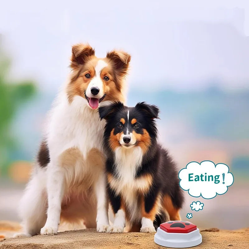 Two dogs, a brown and white dog and a black and white dog, sitting in front of a feeding device.