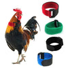 Un gallo vistiendo varios collares suaves para mascotas de colores, incluyendo rojo, negro y verde.