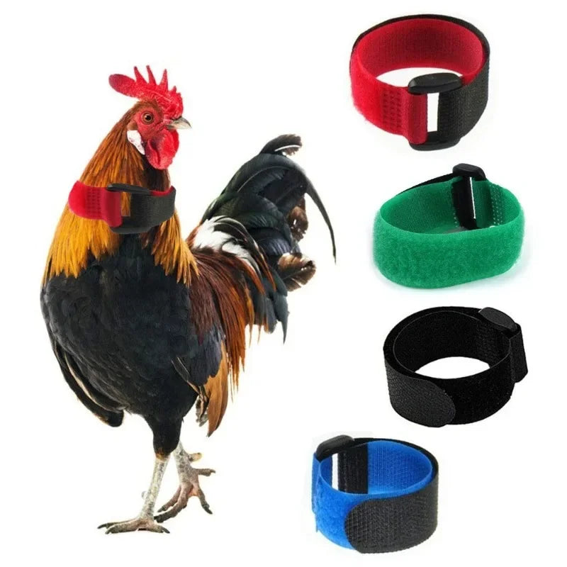 Un gallo vistiendo varios collares suaves para mascotas de colores, incluyendo rojo, negro y verde.