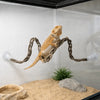 A lizard is suspended in a hammock-like structure within a clear enclosure over a substrate.