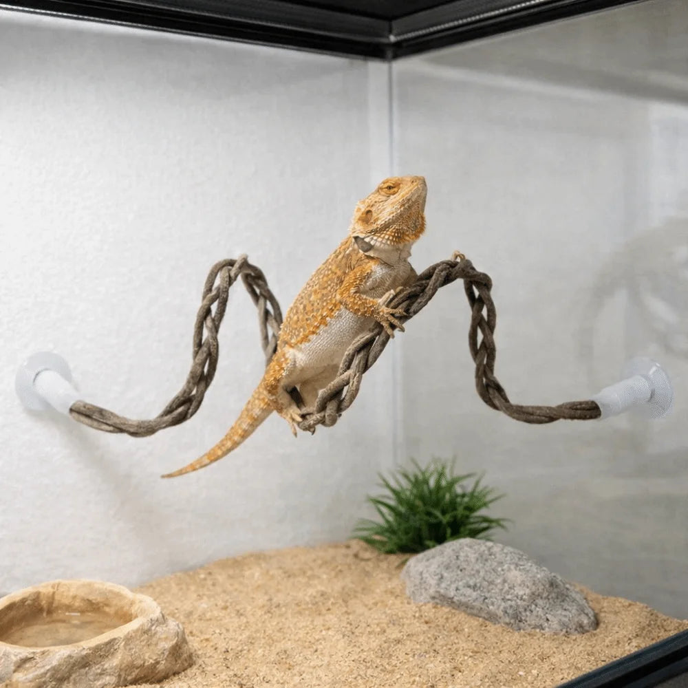 A lizard is suspended in a hammock-like structure within a clear enclosure over a substrate.