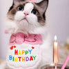 Un chat gris et blanc duveteux portant un bibi rose d'anniversaire et tenant un chapeau de fête rose.
