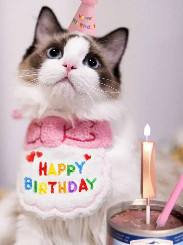 Un chat gris et blanc duveteux portant un bibi rose d'anniversaire et tenant un chapeau de fête rose.