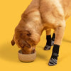 A light brown dog is licking food from a beige bowl while wearing anti-slip dog socks with traction straps.