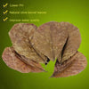 Dried olive kernel leaves used as natural fish cleaning leaves for aquarium tanks