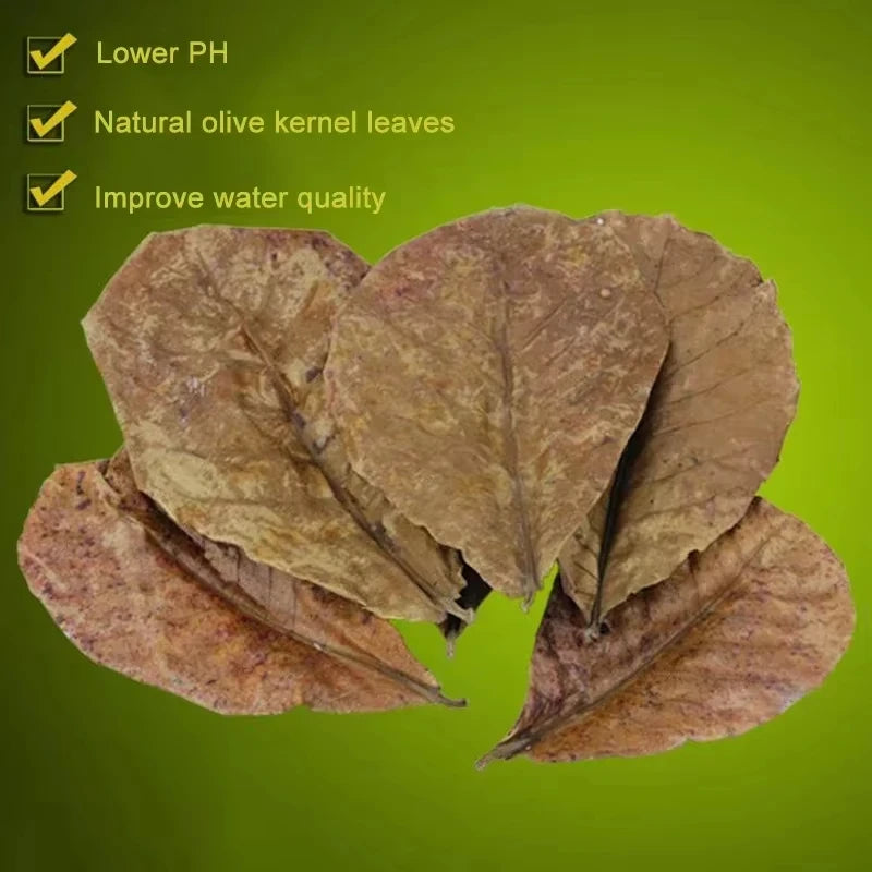 Dried olive kernel leaves used as natural fish cleaning leaves for aquarium tanks