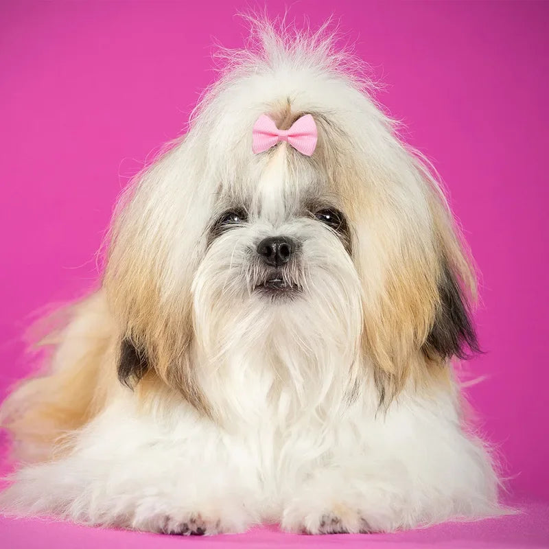 A fluffy white dog with light tan markings is looking directly at the camera with a pink bow on its head.