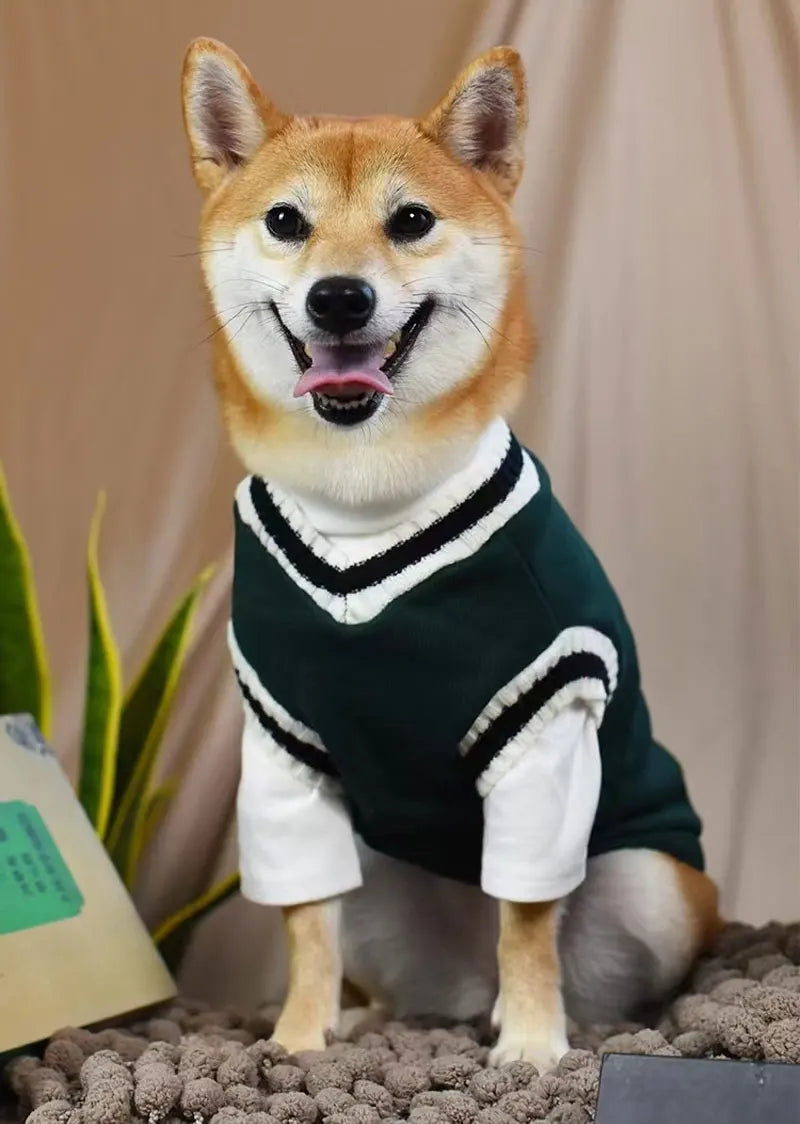 Un chien Shiba Inu portant un pull rayé vert et blanc, l'air heureux.