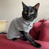 Eine schwarze Katze mit einem grauen Strickpullover sitzt auf einem roten Sofa.