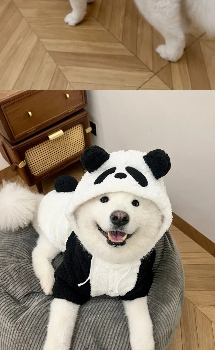 A white dog wearing a black and white panda-themed fleece winter hood coat sitting on a gray surface.