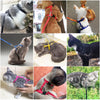 A collection of various pet harnesses and leashes in different colors and materials, including nylon and leather.