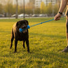A black dog is pulling a blue tug rope toy with a person's hand in a grassy park.