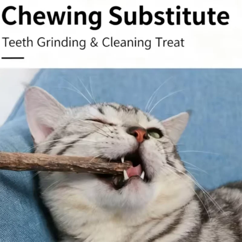 A tabby cat is aggressively chewing a natural herbal cat chew stick.
