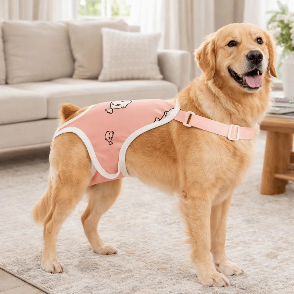A golden retriever wearing pink washable dog sanitary pants with shoulder straps standing on a rug.