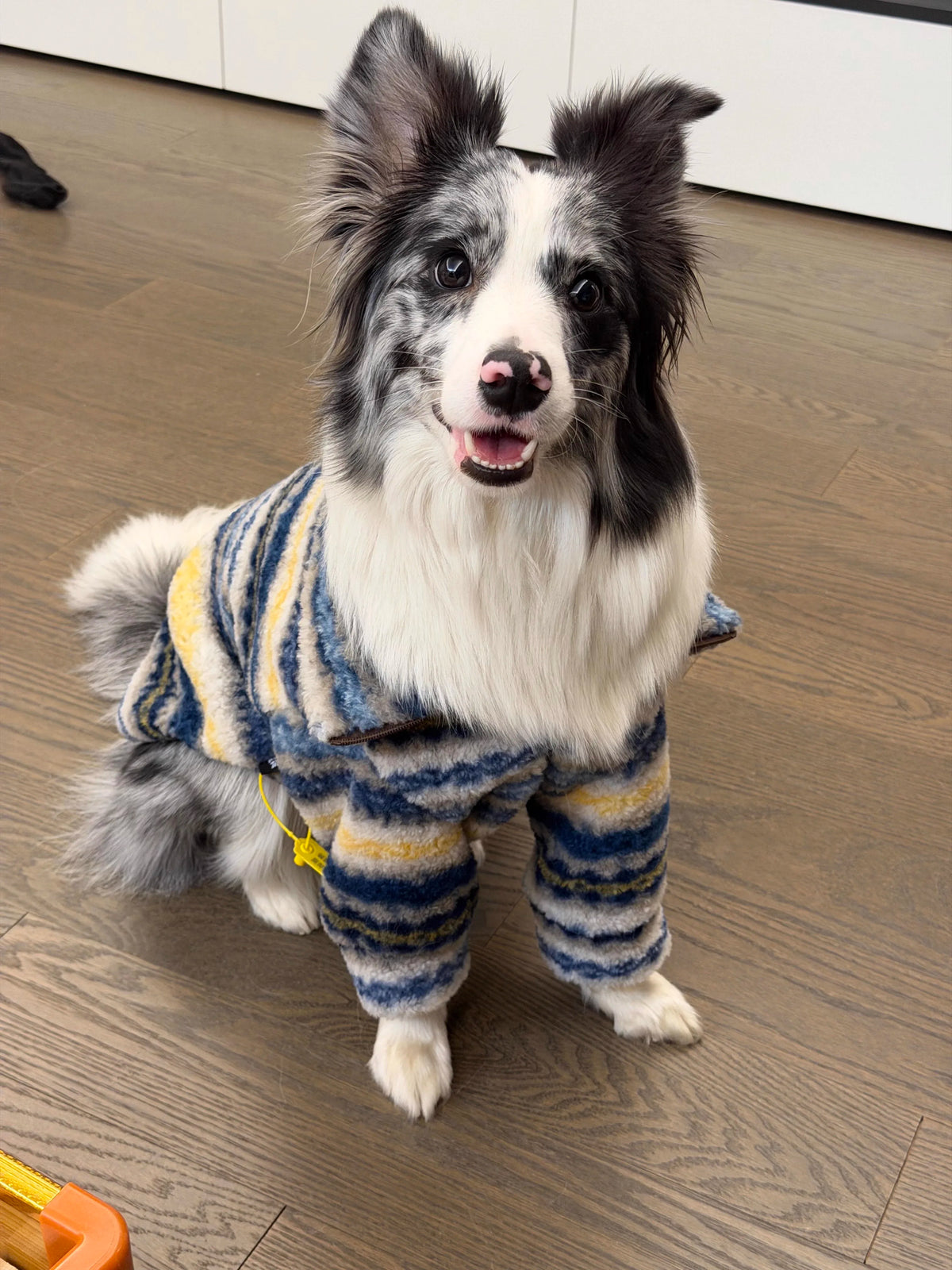 A fluffy dog wearing a blue and yellow striped thermal fleece sweater.