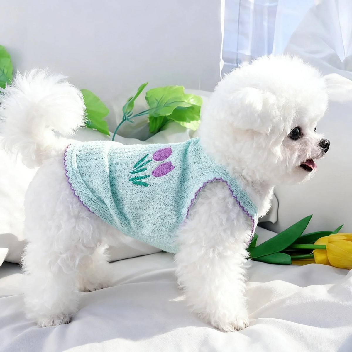 Un perro blanco peludo con un collar de mascota azul claro en un entorno interior brillante.