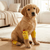 A golden retriever puppy wearing bright yellow breathable knee pads for joint protection and floor traction.